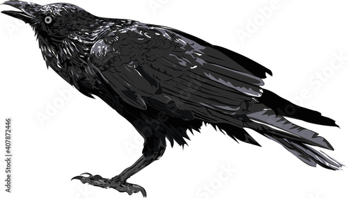 Raven / Crow/ Original art  / Isolated vector illustration.
