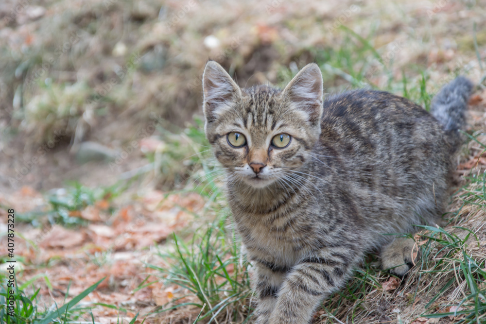 Beautiful playful stray cat chasing something outdoors, homeless animal, cute small street kitty, striped cat with beautiful eyes