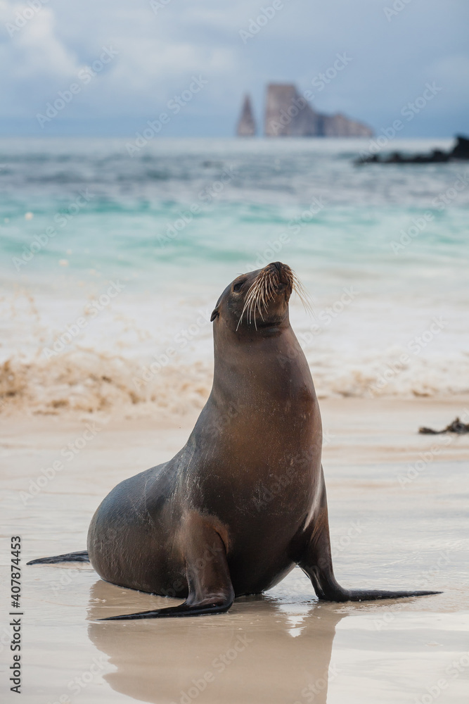 Fototapeta premium Galapagos sea lion on the beach of San Cristobal Island with Leon Dormido at the background. Galapagos Islands, Ecuador, South America