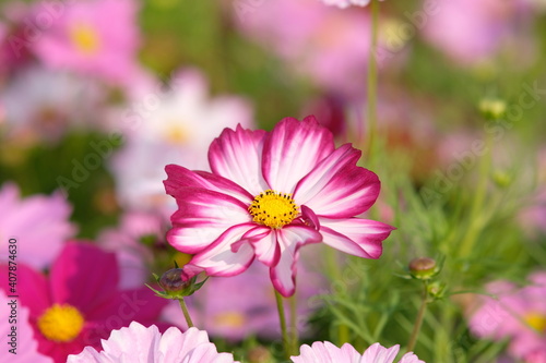 pink cosmos flower