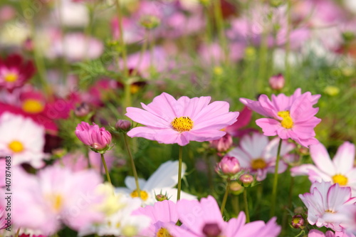 pink cosmos flowers in field