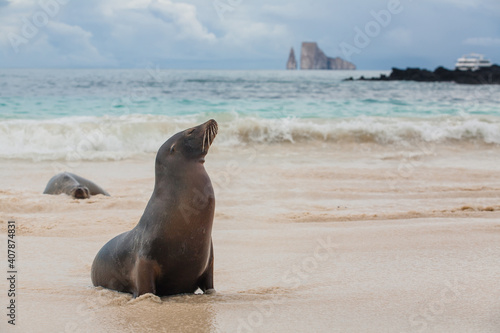 Galapagos Islands. Ecuador. Galapagos sea lion on the beach of San Cristobal Island with Leon Dormido at the background. Beaches of Galapagos Islands.