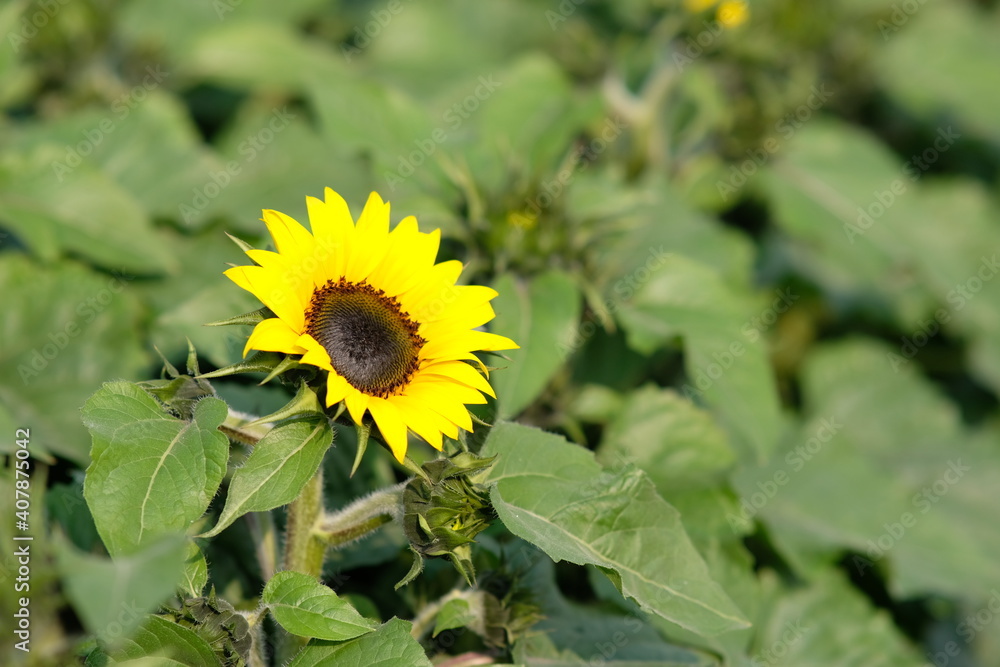 beautiful sunflower in the garden background beautiful sunflower in the garden background