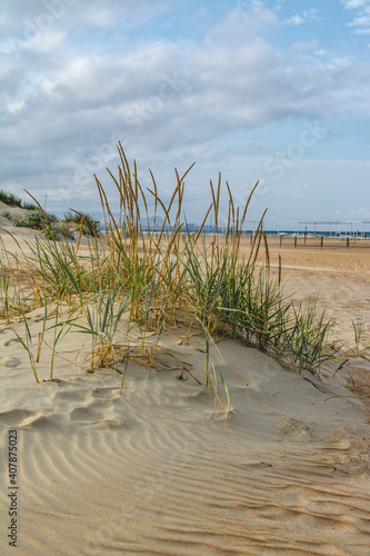 Fototapeta Naklejka Na Ścianę i Meble -  sandy grass on the sand against the blue sky. grass in the sand dunes. sunny beach with sand dunes and blue sky. sandy beach