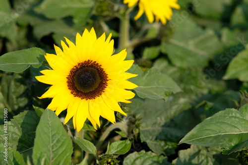 beautiful sunflower in the garden background