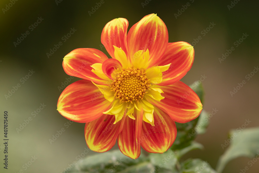 Beautiful specimen of orange dahlia flower, of the genus of plants of the Asteraceae family, full of color, it is one of the flowers of the Royal Botanical Garden of Madrid, in Spain. Beautiful specimen of orange dahlia flower, of the genus of plants of the Asteraceae family, full of color, it is one of the flowers of the Royal Botanical Garden of Madrid, in Spain.