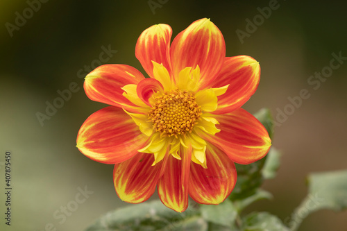 Beautiful specimen of orange dahlia flower, of the genus of plants of the Asteraceae family, full of color, it is one of the flowers of the Royal Botanical Garden of Madrid, in Spain.