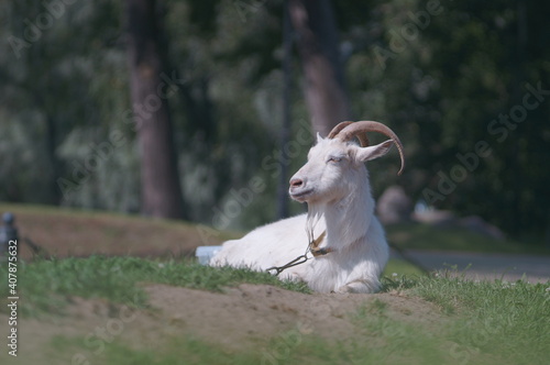 a portrait of a white goat laying on green grass. High quality photo