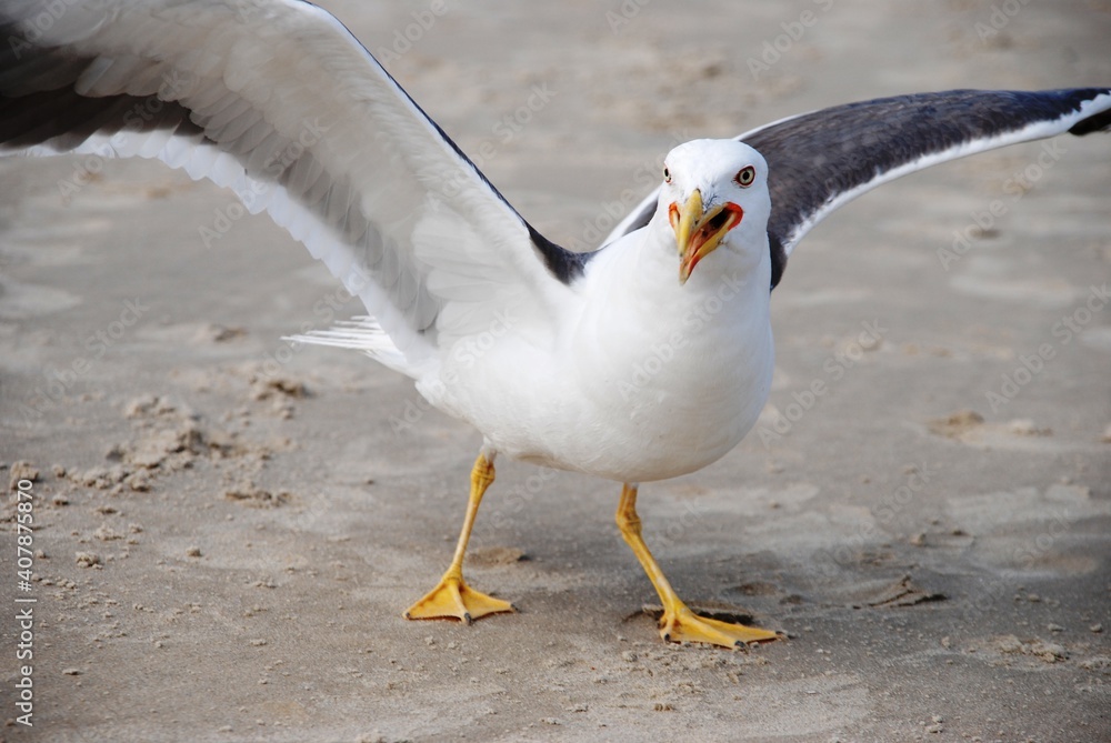 Fototapeta premium tiere