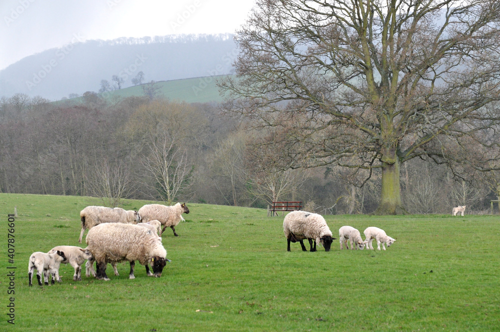 Fototapeta premium 羊のある風景イギリス