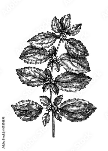 Hand-sketched Nettle illustration. Medicinal plant vector drawing in vintage style. Vintage herbs sketch or herbal tea ingredients, cosmetology, and traditional medicine. 
