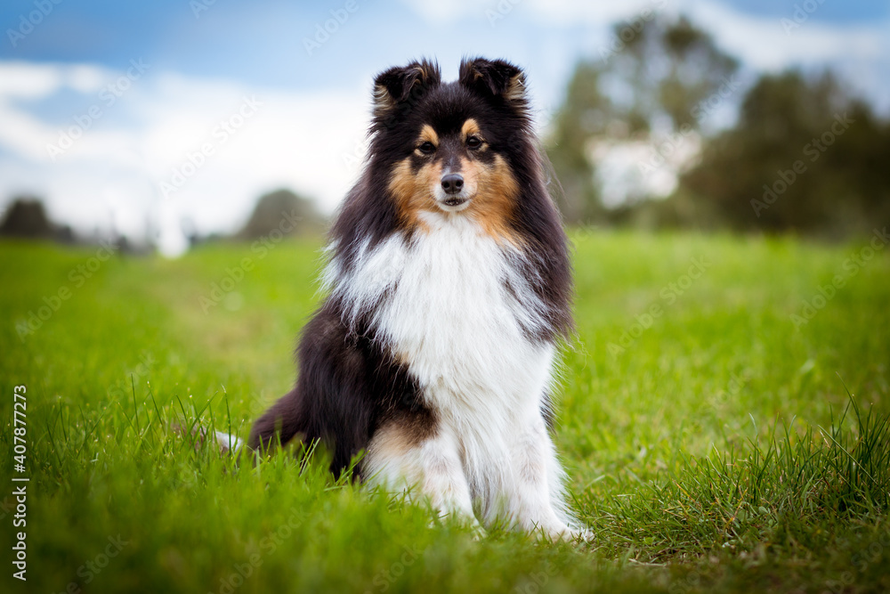 Cute, smiling fluffy black white tricolor shetland sheepdog, little sheltie portrait on green grass field with blue sky background. Beautiful small collie  lassie dog sitting in the fresh field 