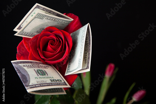 image of flower money dark background  photo