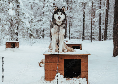 Husky dog in the snow forest. Black and white Siberian husky with blue eyes sitting on a wooden booth. Winter.