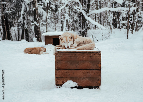 A red color breed Siberian husky lies on a wooden house in a winter forest. The dog is sleeping.