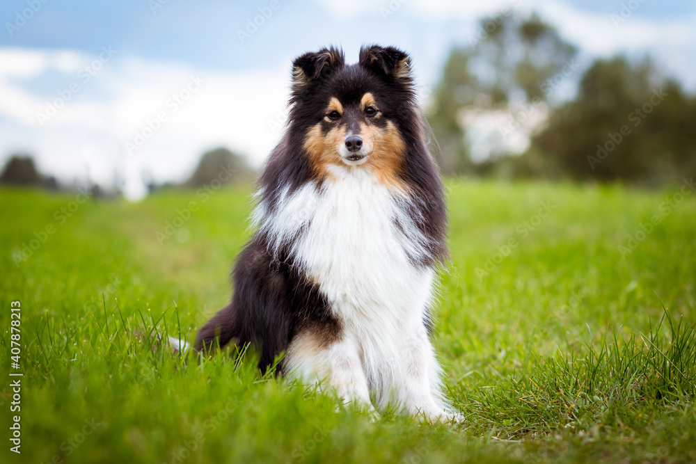 Cute, smiling fluffy black white tricolor shetland sheepdog, little sheltie portrait on green grass field with blue sky background. Beautiful small collie  lassie dog sitting in the fresh field 