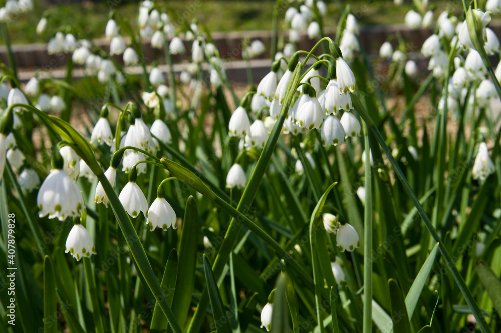 The name of these flowers is Summer Snowflake.
Scientific name is Leucojum aestivum. The name of these flowers is Summer Snowflake.
Scientific name is Leucojum aestivum.