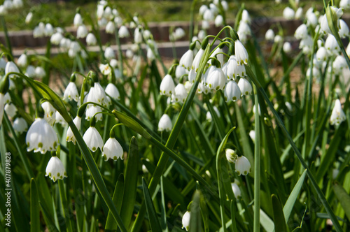 The name of these flowers is Summer Snowflake. Scientific name is Leucojum aestivum.