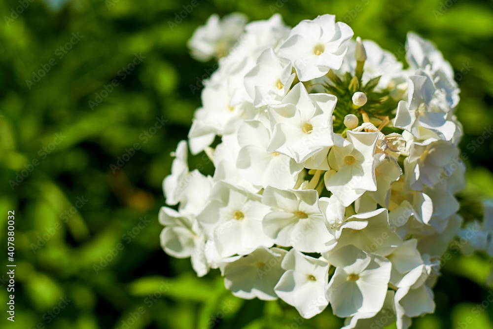 Gentle white phlox flowers bush on the blurred green background. Flowers in the wild Gentle white phlox flowers bush on the blurred green background. Flowers in the wild
