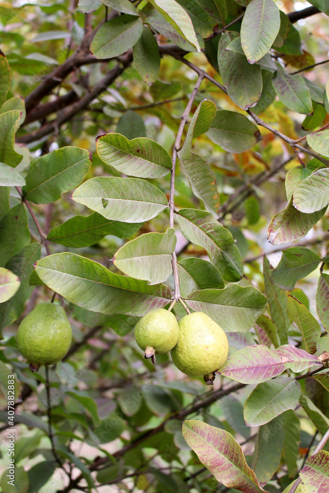 the guava on tree with green leafs the guava on tree with green leafs