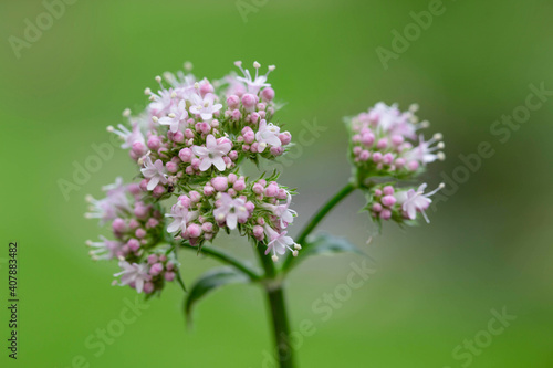 close up of a flower, Valerian