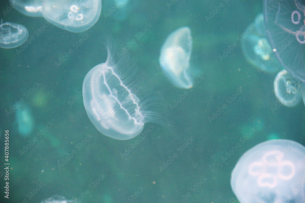 jellyfish wiew shot from above sea jellyfish wiew shot from above sea