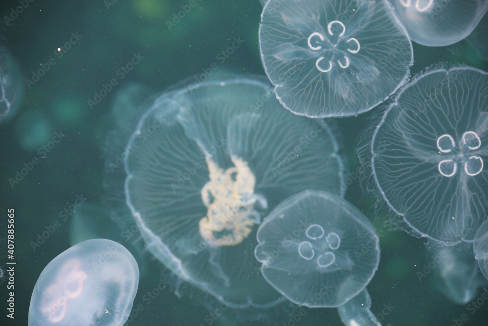jellyfish wiew shot from above sea jellyfish wiew shot from above sea