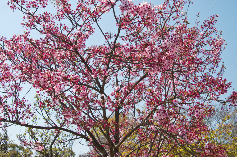 cherry trees, cherry, blossom, japan, closeup, close-up,