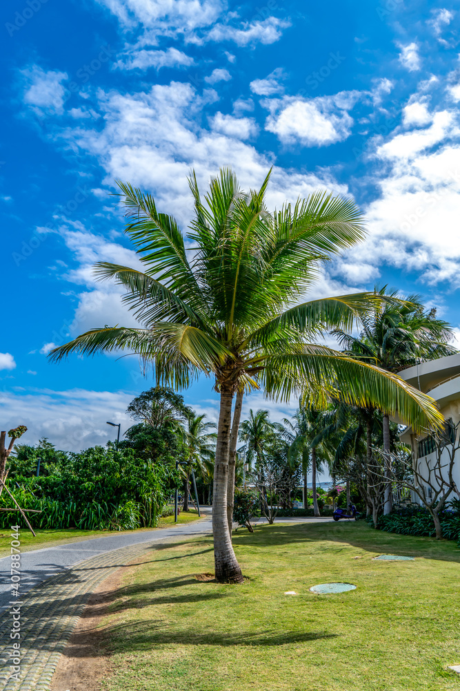 Tropical plant green palm tree
