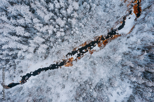 Aerial view of the winter forest, Lindulovskaya grove. The Lintulovka River is brown. Siberian larch. Snow on the trees. photo