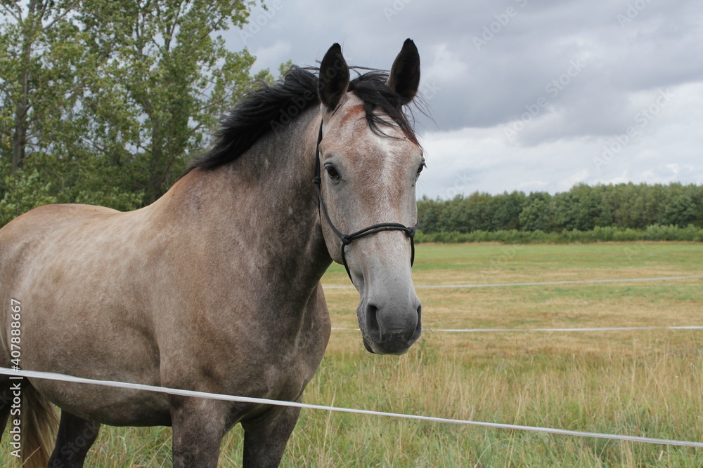 Naklejka premium grey mustang horse with black mane on a meadow at the edge of a forest under cloudy sky
