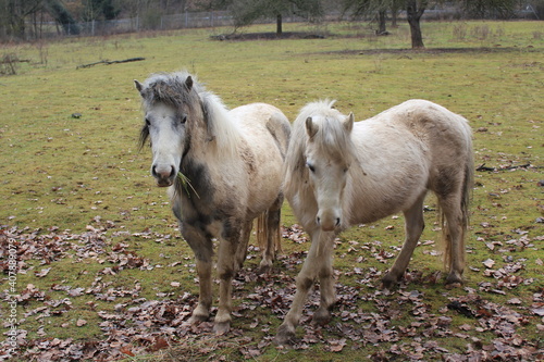 Fototapeta Naklejka Na Ścianę i Meble -  two beige brown ponies grazing very close on a meadow