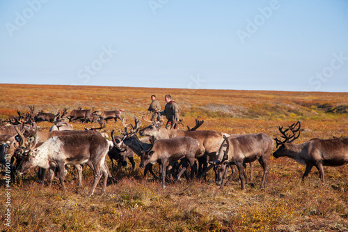 Fototapeta Naklejka Na Ścianę i Meble -  The extreme north, Yamal, reindeer in Tundra, Deer harness with reindeer, pasture of Nenets, male reindeer herders.