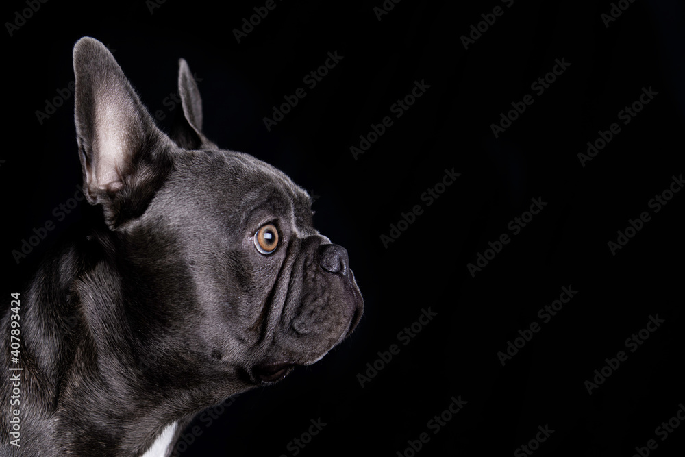 Beautiful dog gray french bulldog looking, on black background