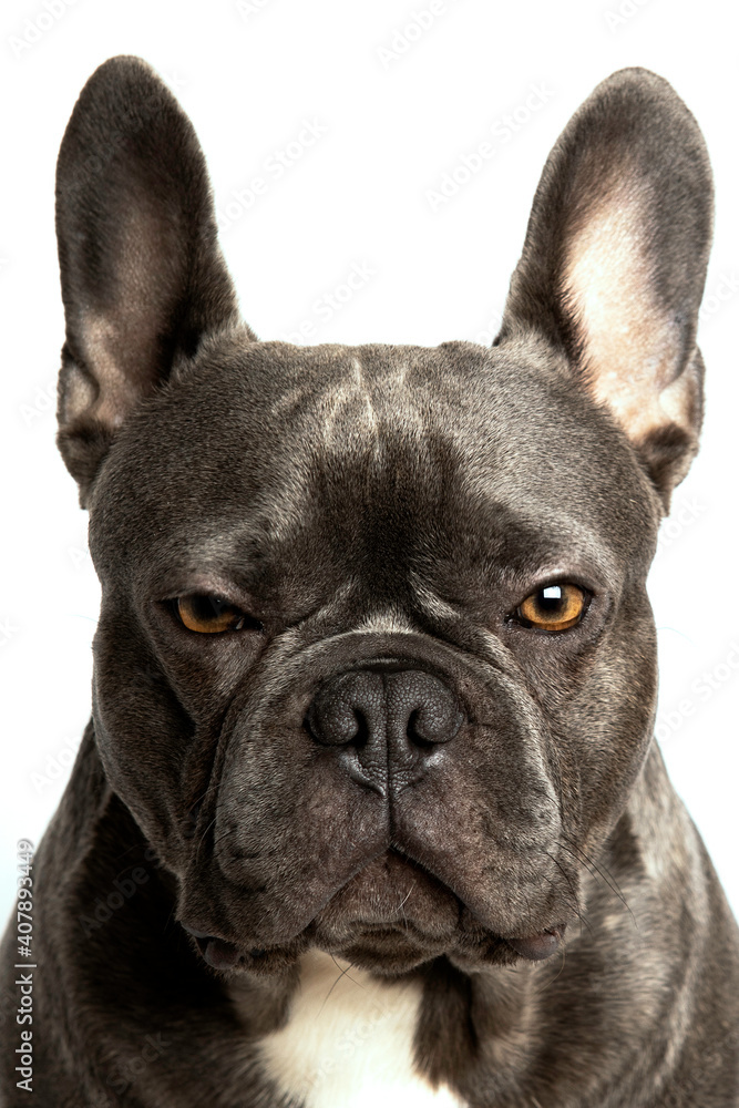 Beautiful gray french bulldog looking directly to camera, with hazel eyes