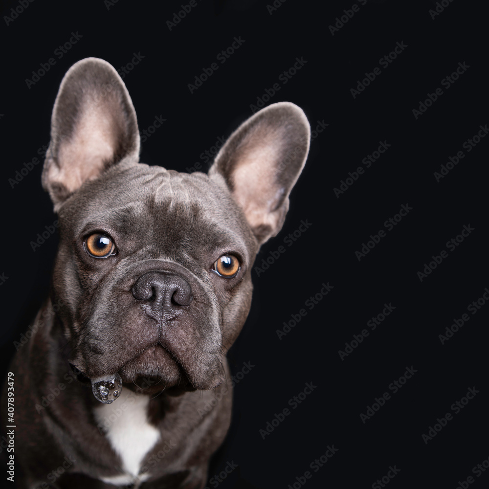 Gray french bulldog staring at camera with saliva bubbles