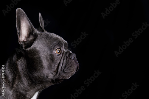 Beautiful dog gray french bulldog looking, on black background © Mile