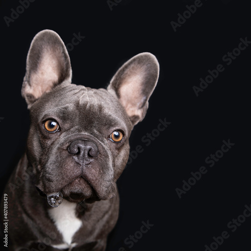 Gray french bulldog staring at camera with saliva bubbles © Mile