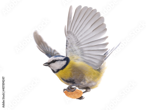 Eurasian blue tit with almond bone in flight isolated on white