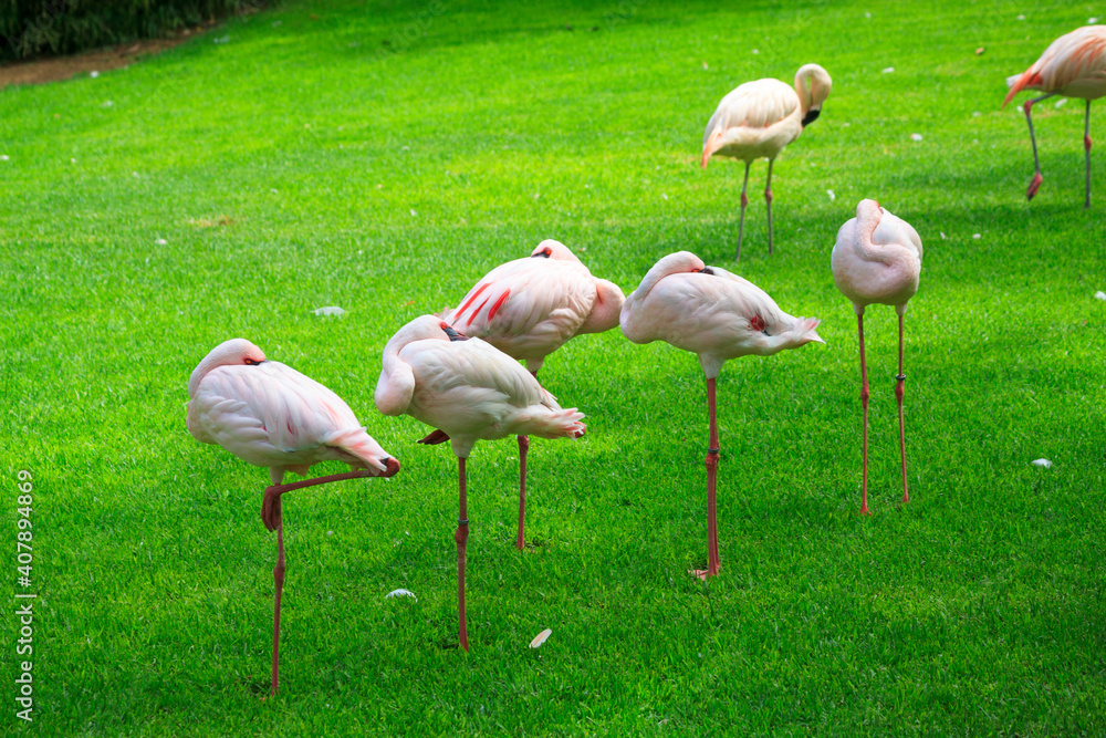 Unusual bright birds pink flamingos walking on the grass in the zoo on the canary island of Tenerife in spain Unusual bright birds pink flamingos walking on the grass in the zoo on the canary island of Tenerife in spain