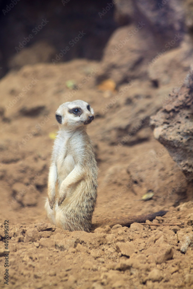 Unusual brown meerkat funny vigilant suricate standing on sand on duty and looking around in the zoo on the canary island of Tenerife in spain Unusual brown meerkat funny vigilant suricate standing on sand on duty and looking around in the zoo on the canary island of Tenerife in spain
