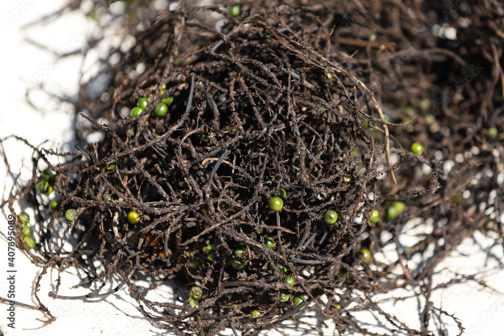 close up of black pepper waste close up of black pepper waste