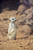 Unusual brown meerkat funny vigilant suricate standing on sand on duty and looking around in the zoo on the canary island of Tenerife in spain