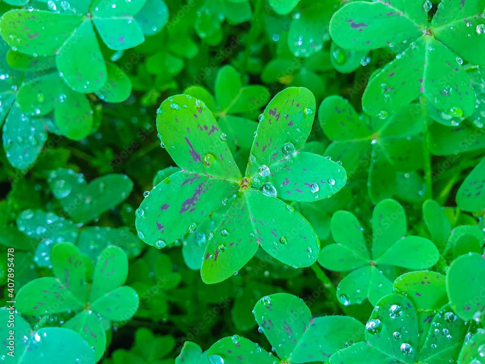 Macro Shot of a Clover leaves with drops of the morning dew. Macro Shot of a Clover leaves with drops of the morning dew.