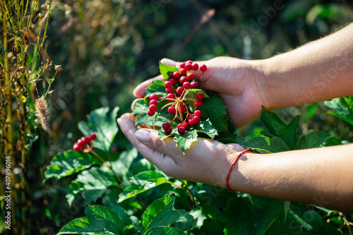 The farmer holds viburnum berries in his hands growing on a bush.