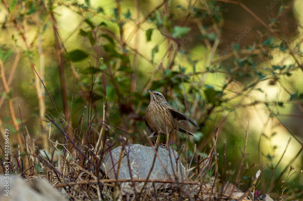Upland pipit or Anthus sylvanus perched on rock in natural green background at foothills of himalaya uttarakhand india Upland pipit or Anthus sylvanus perched on rock in natural green background at foothills of himalaya uttarakhand india
