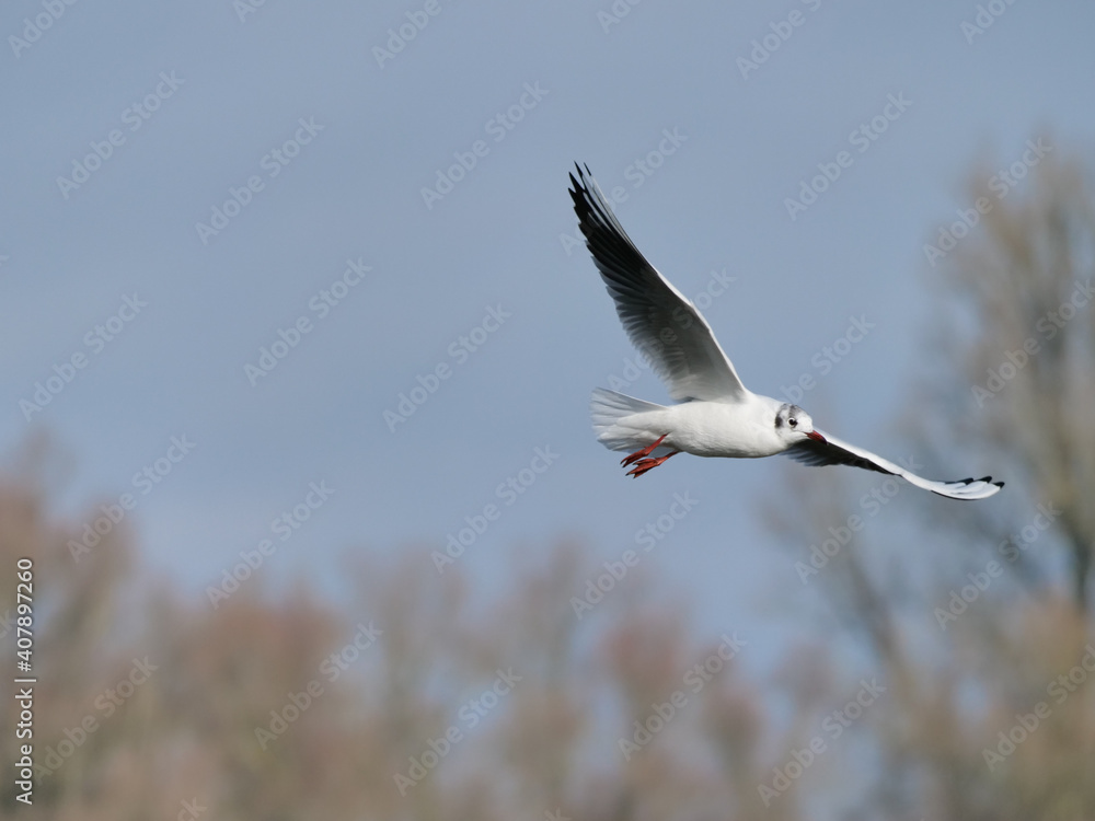 Fototapeta premium seagull in flight