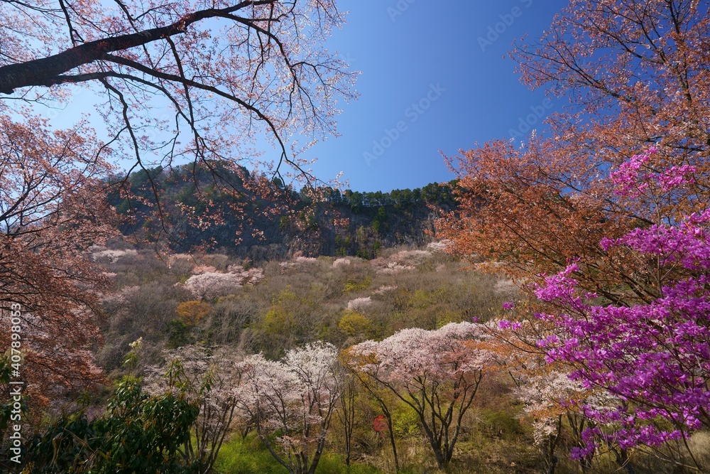 屏風岩公苑（奈良県宇陀郡曽爾村） (桜 sakura ,cherry,japan,flower,travel,spring,tree,blossom,soni,uda,nara,byobuiwa park,blue sky)