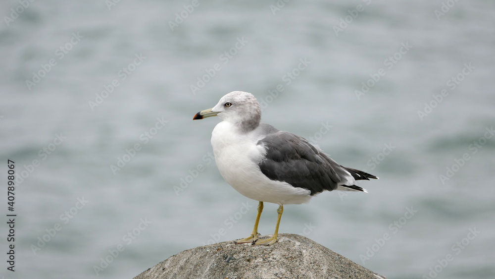 Fototapeta premium ウミネコ 旭高架橋