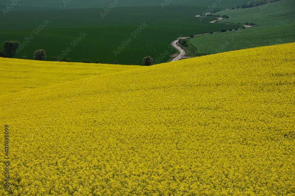 Obraz premium Remote isolated winding road in the middle of green and yellow fields